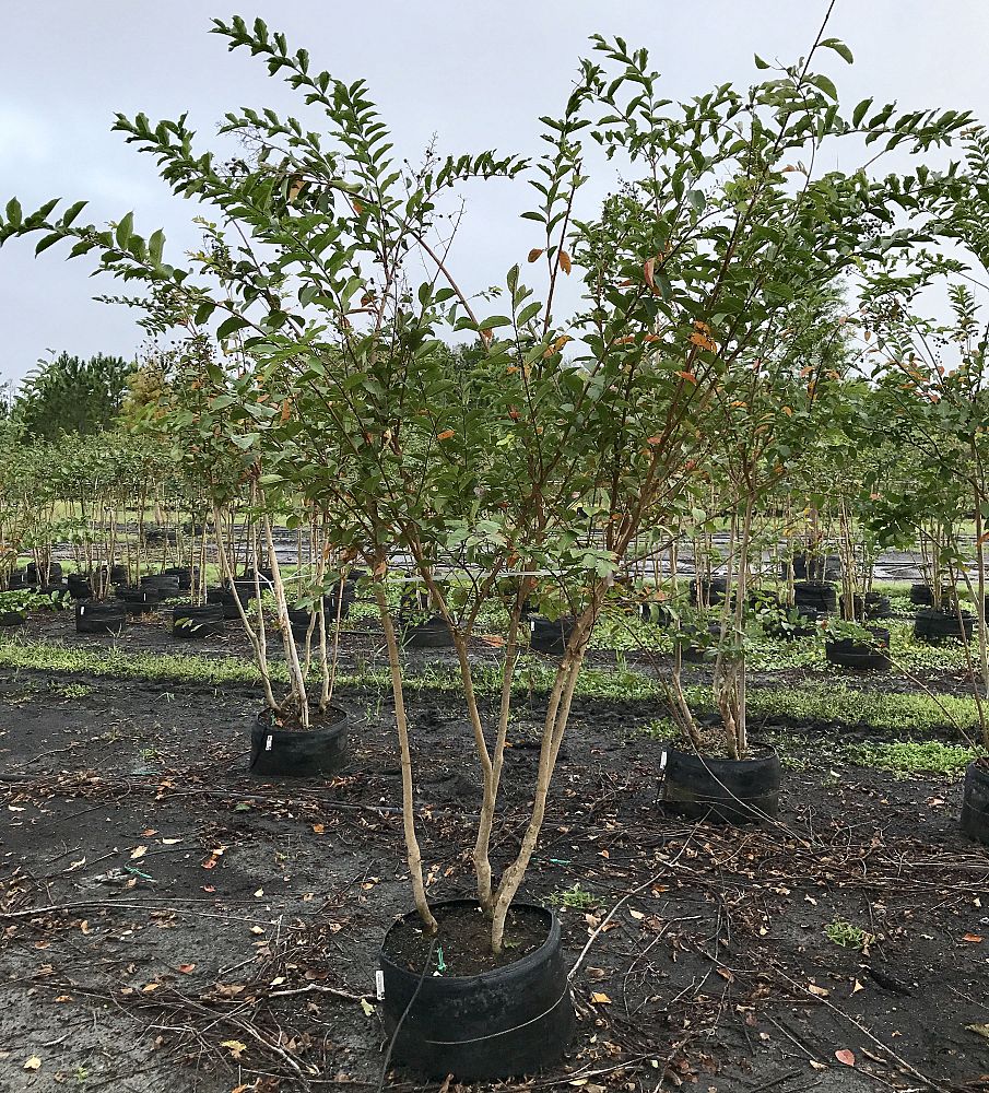 lagerstroemia-fauriei-natchez-japanese-crape-myrtle
