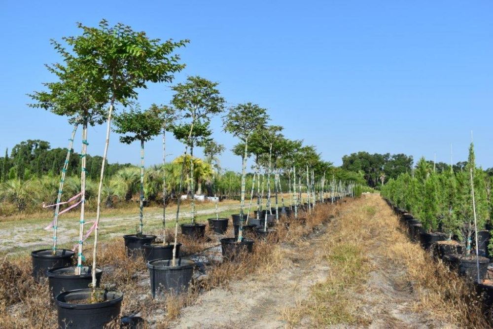 lagerstroemia-fauriei-natchez-japanese-crape-myrtle
