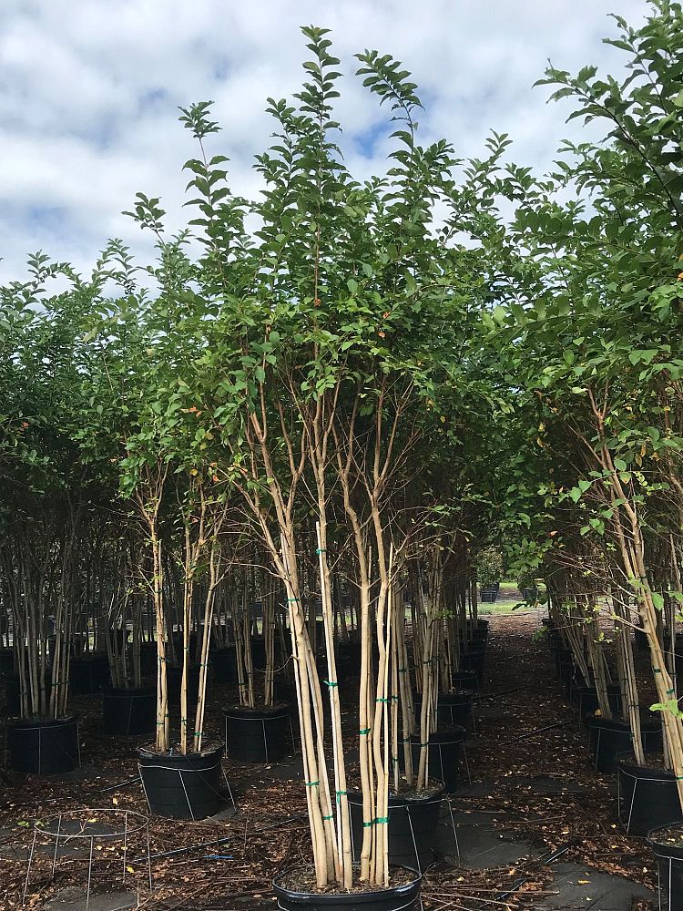 lagerstroemia-fauriei-natchez-japanese-crape-myrtle