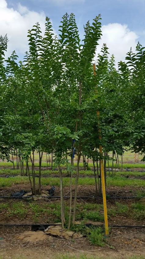 lagerstroemia-fauriei-natchez-japanese-crape-myrtle