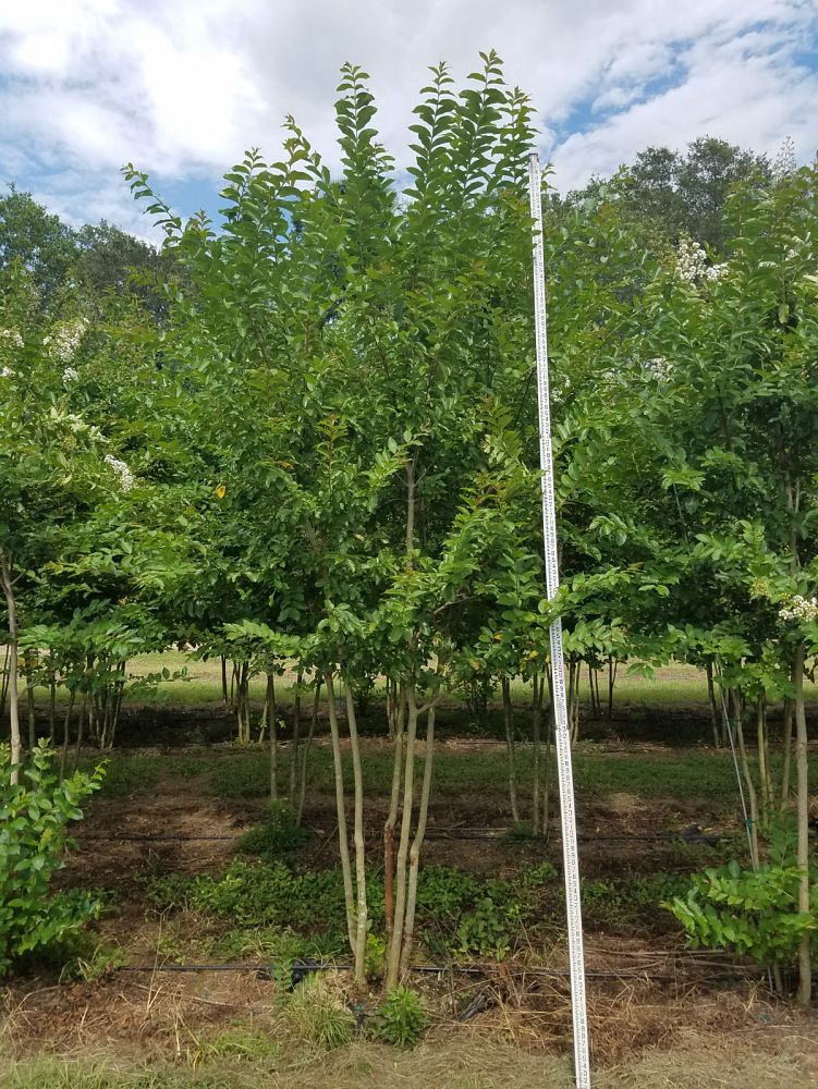 lagerstroemia-fauriei-natchez-japanese-crape-myrtle