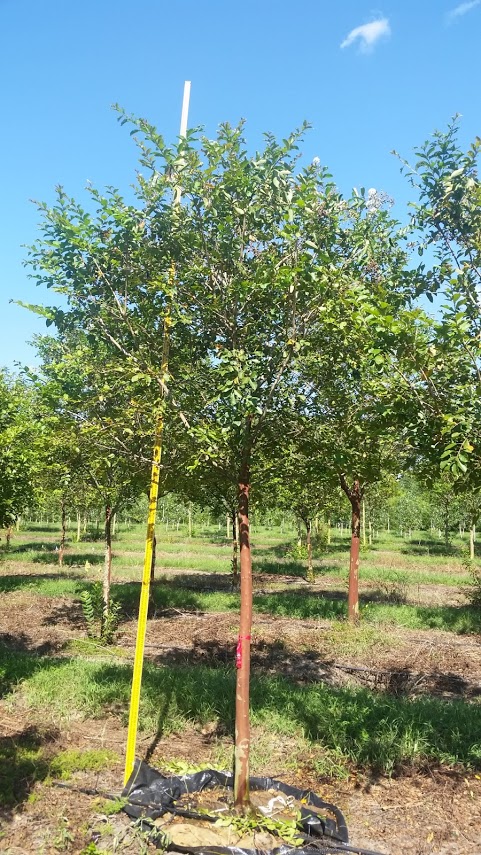 lagerstroemia-fauriei-natchez-japanese-crape-myrtle