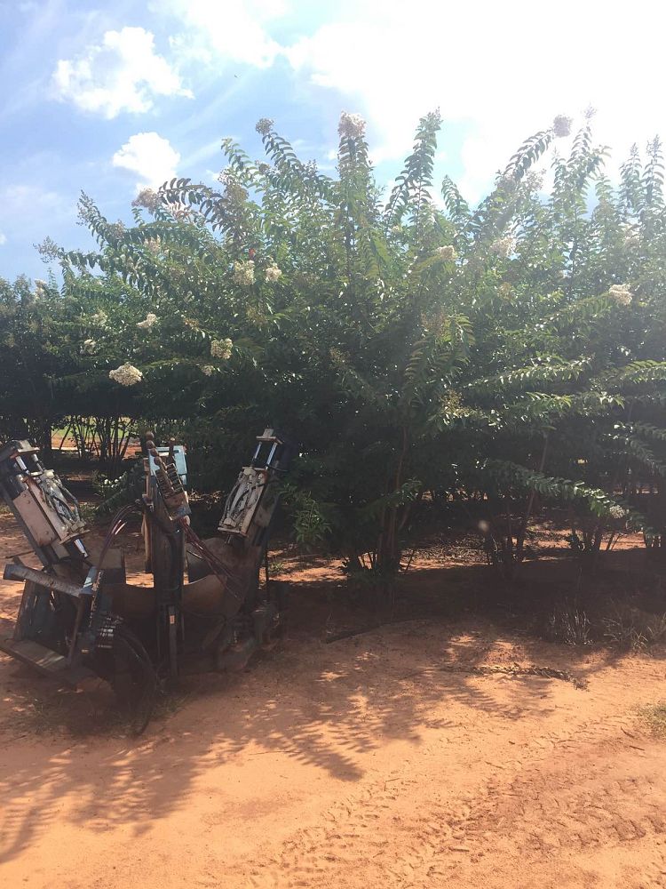 lagerstroemia-fauriei-natchez-japanese-crape-myrtle
