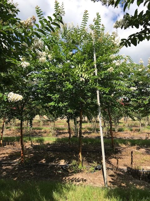 lagerstroemia-fauriei-natchez-japanese-crape-myrtle
