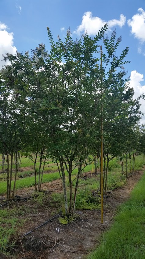 lagerstroemia-fauriei-natchez-japanese-crape-myrtle