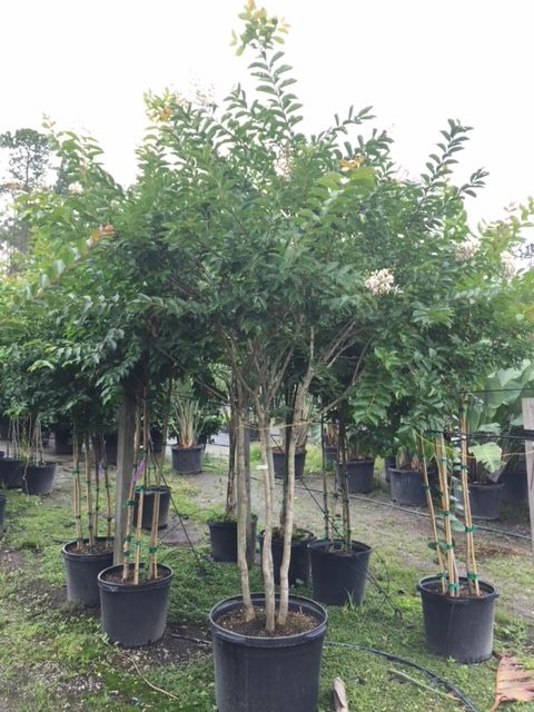 lagerstroemia-fauriei-natchez-japanese-crape-myrtle
