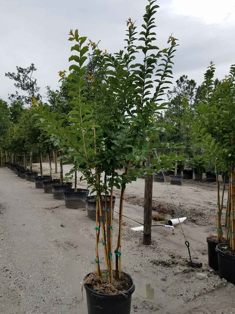 lagerstroemia-fauriei-natchez-japanese-crape-myrtle