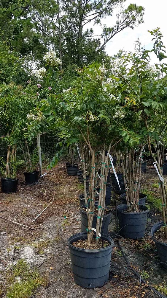 lagerstroemia-fauriei-natchez-japanese-crape-myrtle