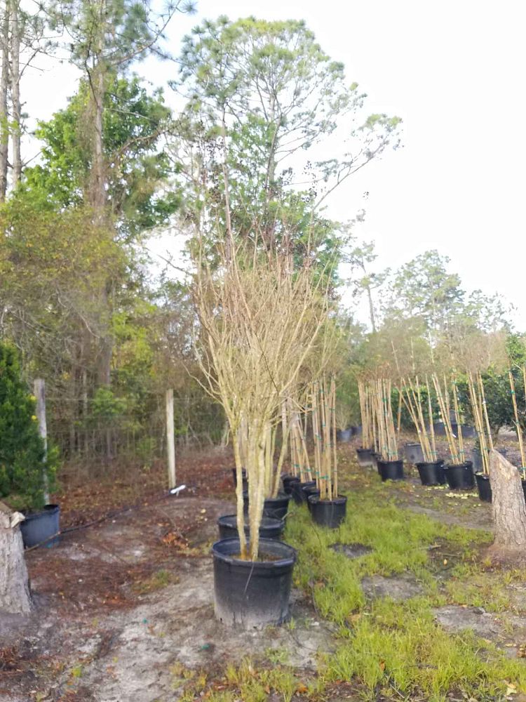 lagerstroemia-fauriei-natchez-japanese-crape-myrtle
