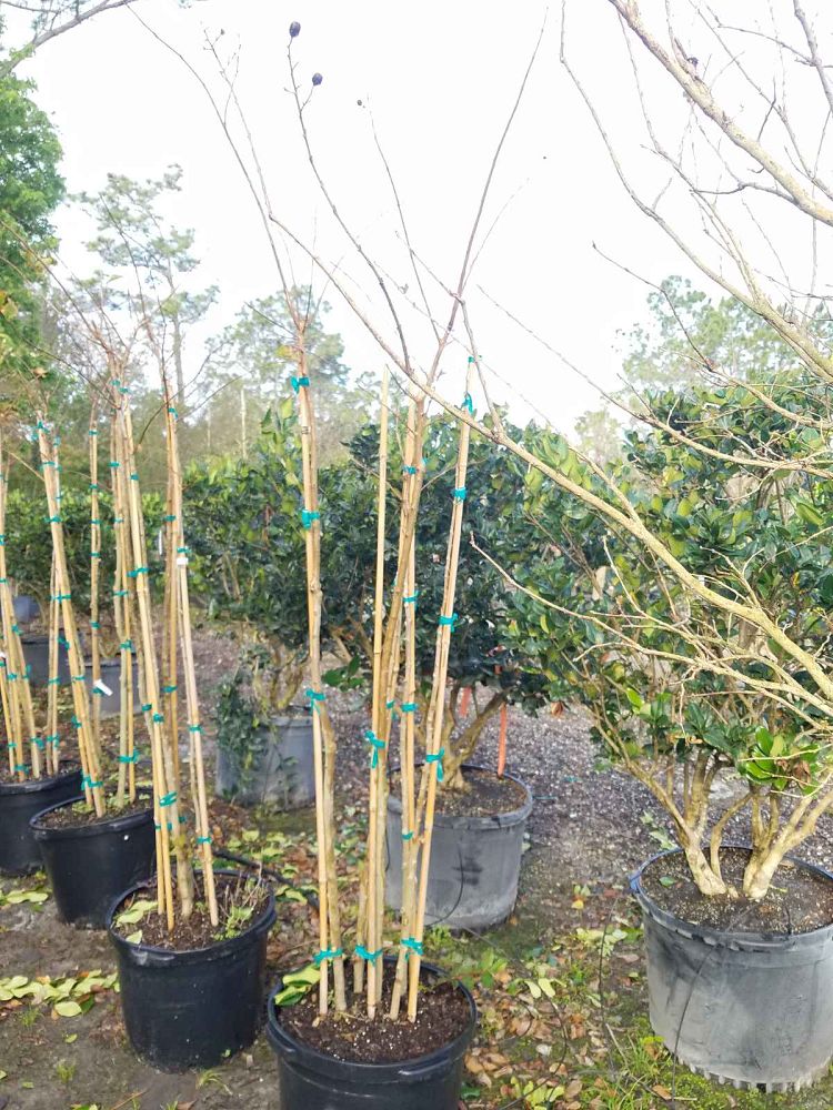 lagerstroemia-fauriei-natchez-japanese-crape-myrtle