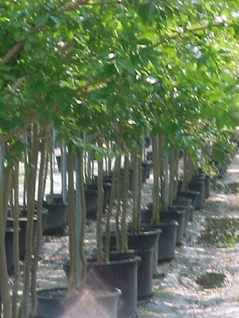 lagerstroemia-fauriei-natchez-japanese-crape-myrtle