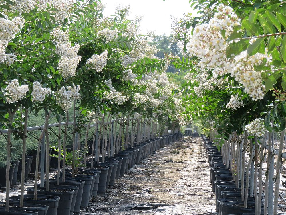 lagerstroemia-fauriei-natchez-japanese-crape-myrtle