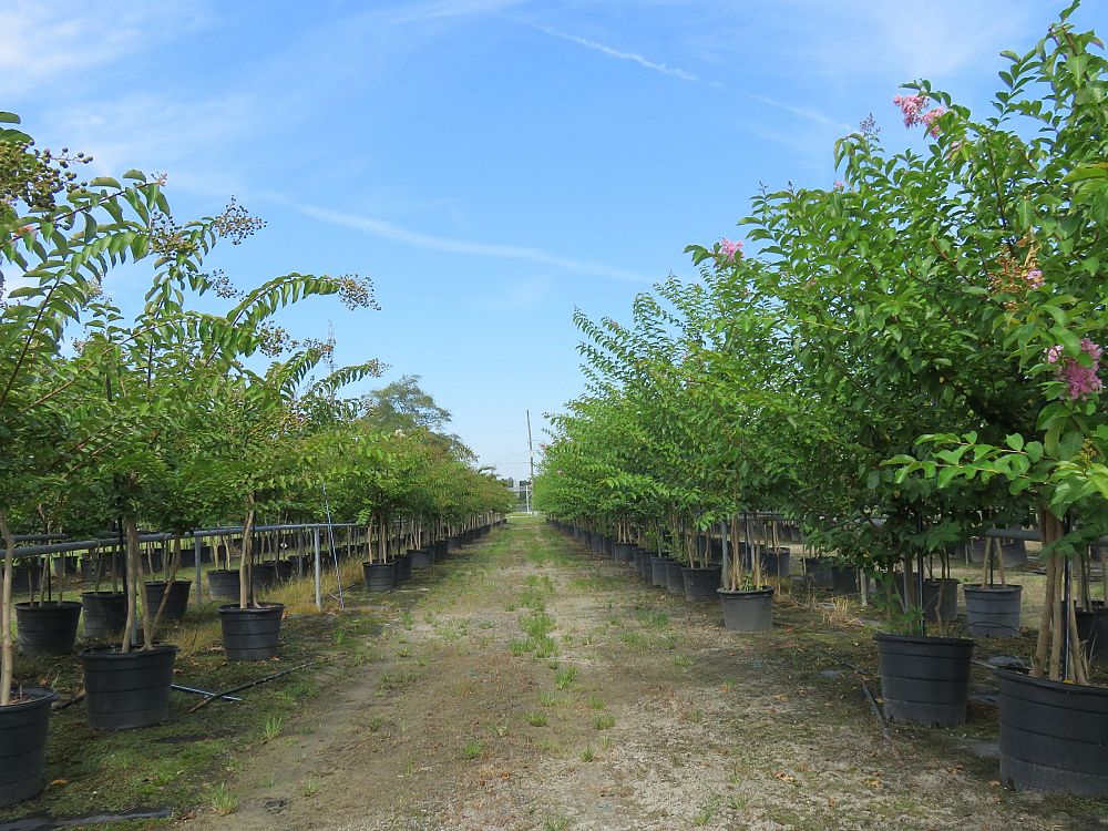 lagerstroemia-fauriei-natchez-japanese-crape-myrtle