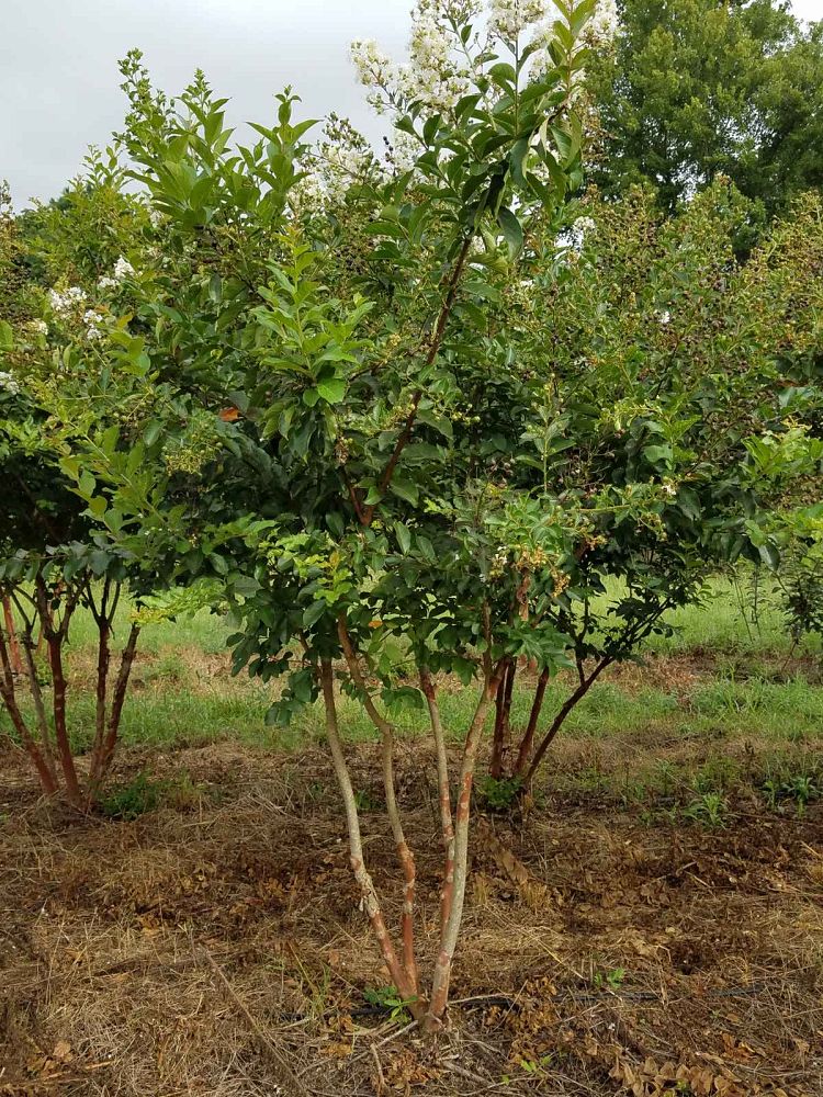 lagerstroemia-fauriei-natchez-japanese-crape-myrtle