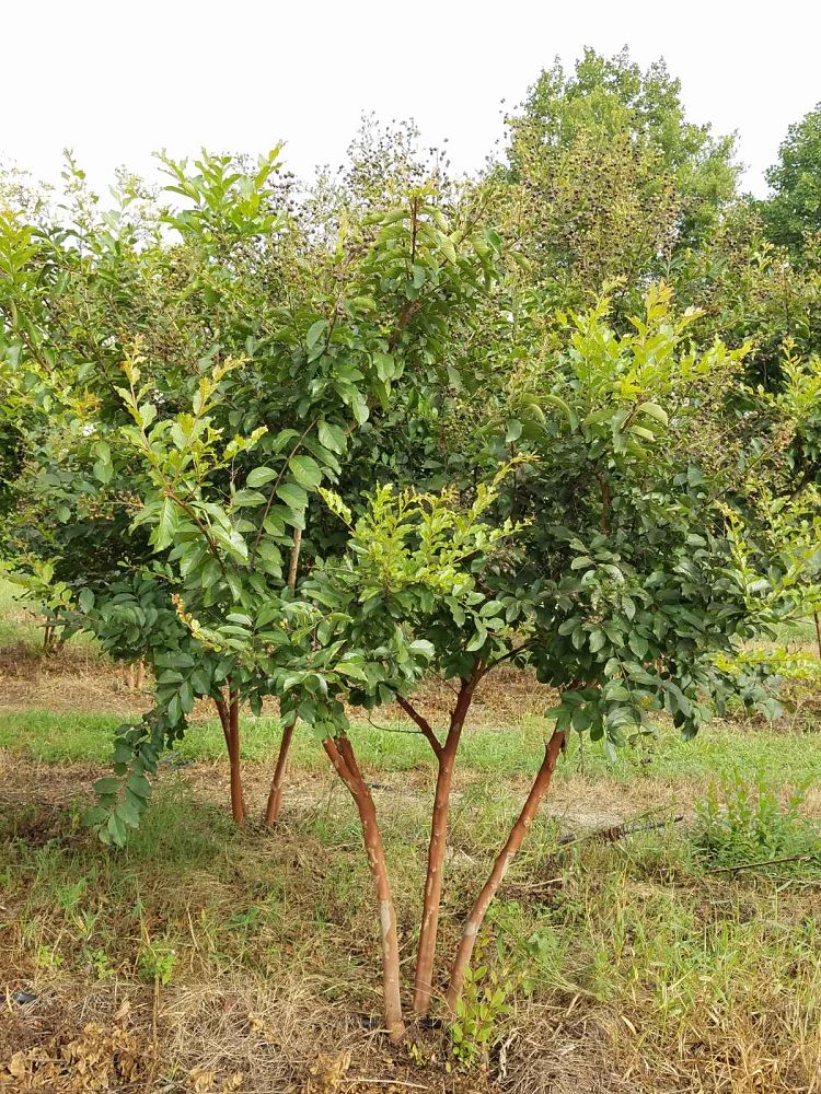 lagerstroemia-fauriei-natchez-japanese-crape-myrtle