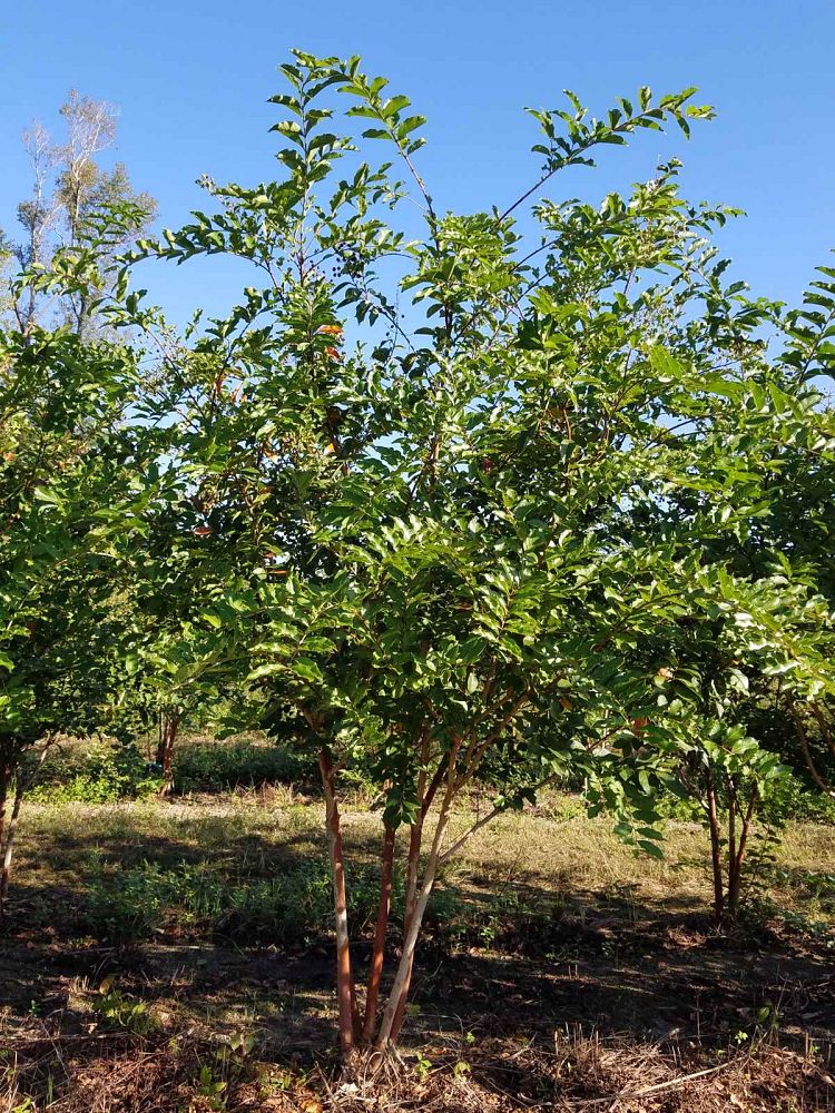 lagerstroemia-fauriei-natchez-japanese-crape-myrtle