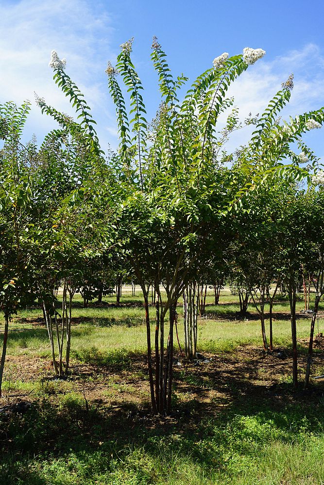 lagerstroemia-fauriei-natchez-japanese-crape-myrtle