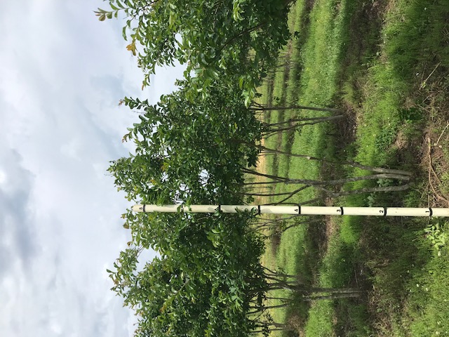 lagerstroemia-fauriei-natchez-japanese-crape-myrtle
