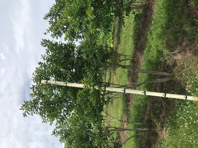 lagerstroemia-fauriei-natchez-japanese-crape-myrtle