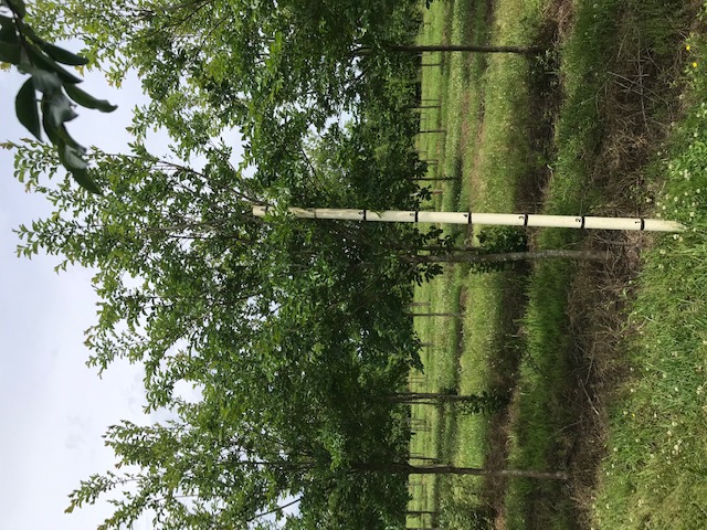 lagerstroemia-fauriei-natchez-japanese-crape-myrtle