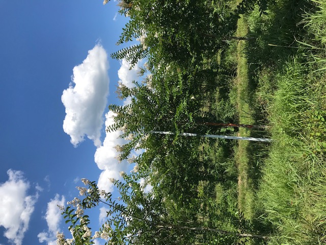 lagerstroemia-fauriei-natchez-japanese-crape-myrtle