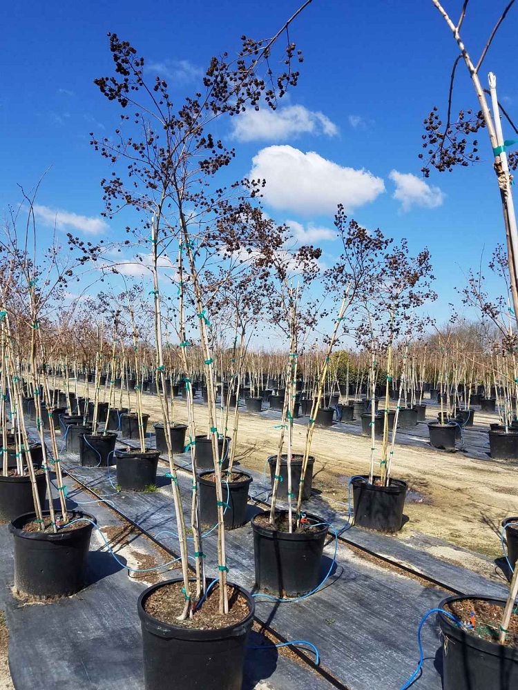 lagerstroemia-fauriei-natchez-japanese-crape-myrtle