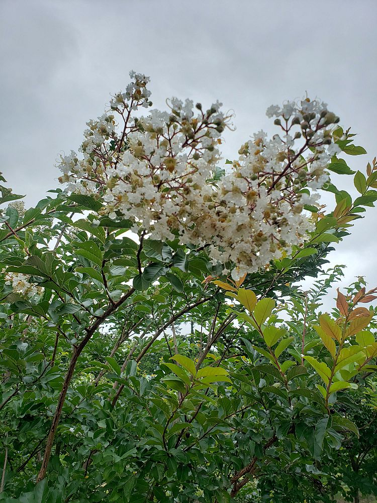 lagerstroemia-fauriei-natchez-japanese-crape-myrtle