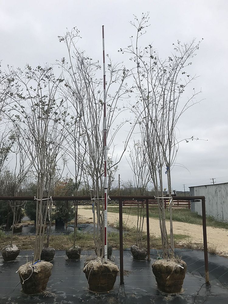 lagerstroemia-fauriei-natchez-japanese-crape-myrtle