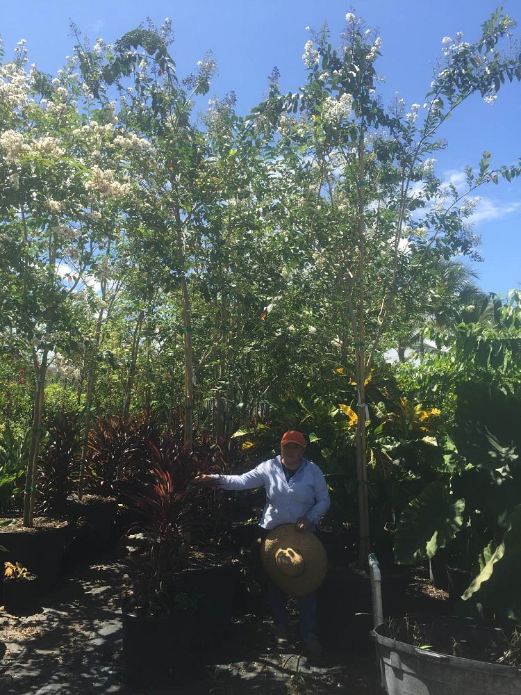 lagerstroemia-fauriei-natchez-japanese-crape-myrtle