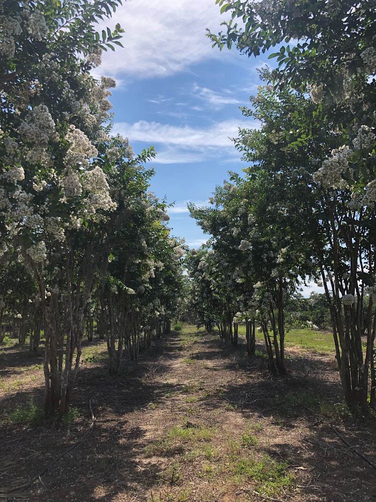 lagerstroemia-fauriei-natchez-japanese-crape-myrtle