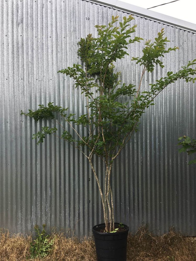 lagerstroemia-fauriei-natchez-japanese-crape-myrtle