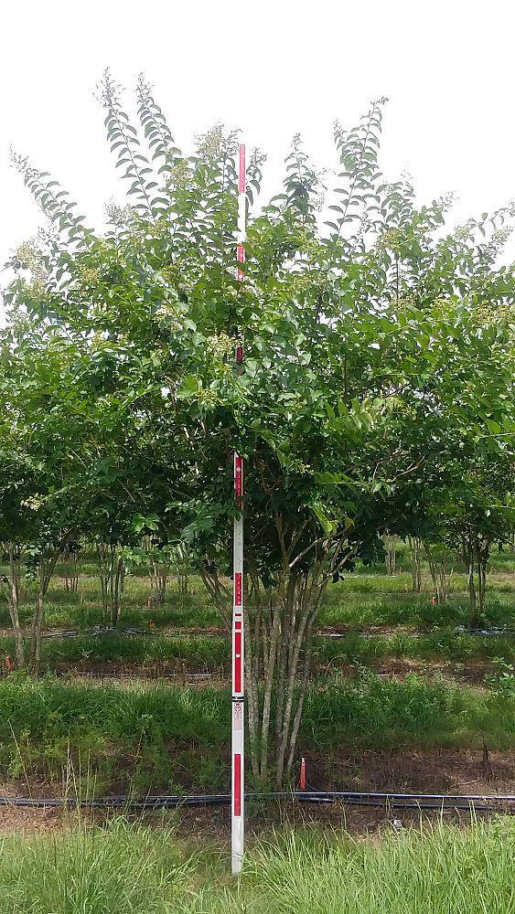 lagerstroemia-fauriei-natchez-japanese-crape-myrtle