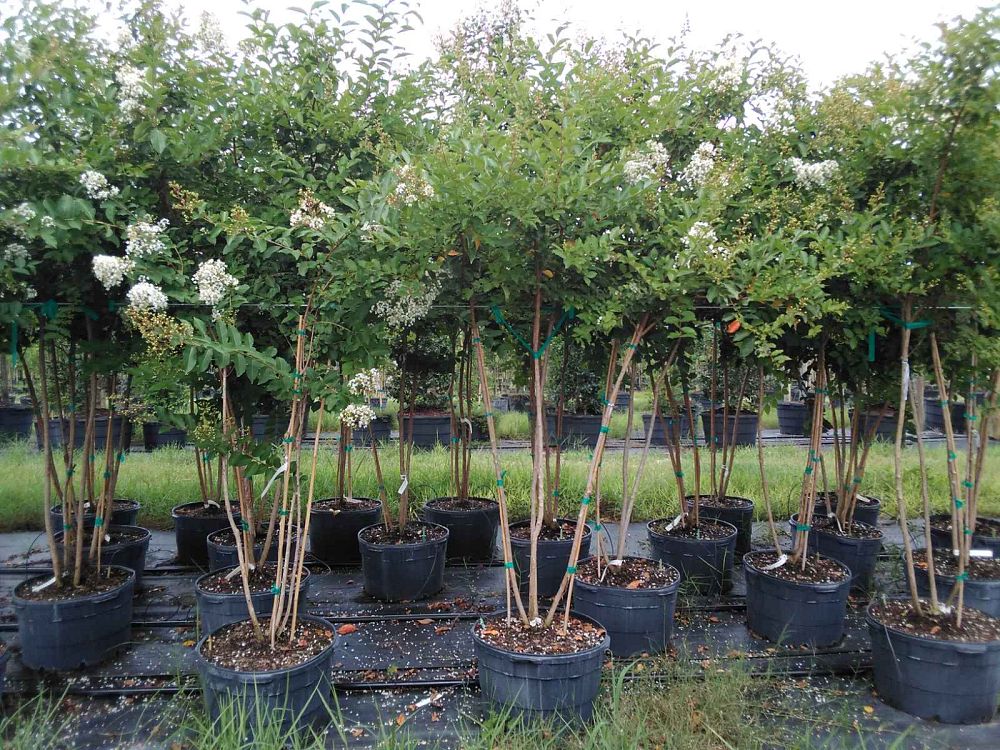 lagerstroemia-fauriei-natchez-japanese-crape-myrtle