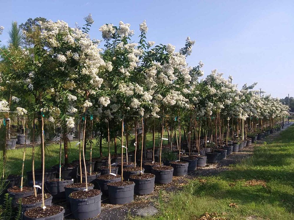 lagerstroemia-fauriei-natchez-japanese-crape-myrtle