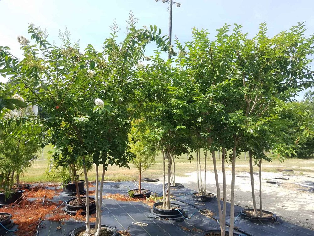 lagerstroemia-fauriei-natchez-japanese-crape-myrtle