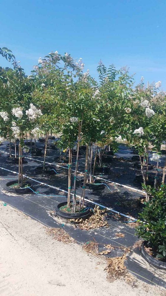 lagerstroemia-fauriei-natchez-japanese-crape-myrtle
