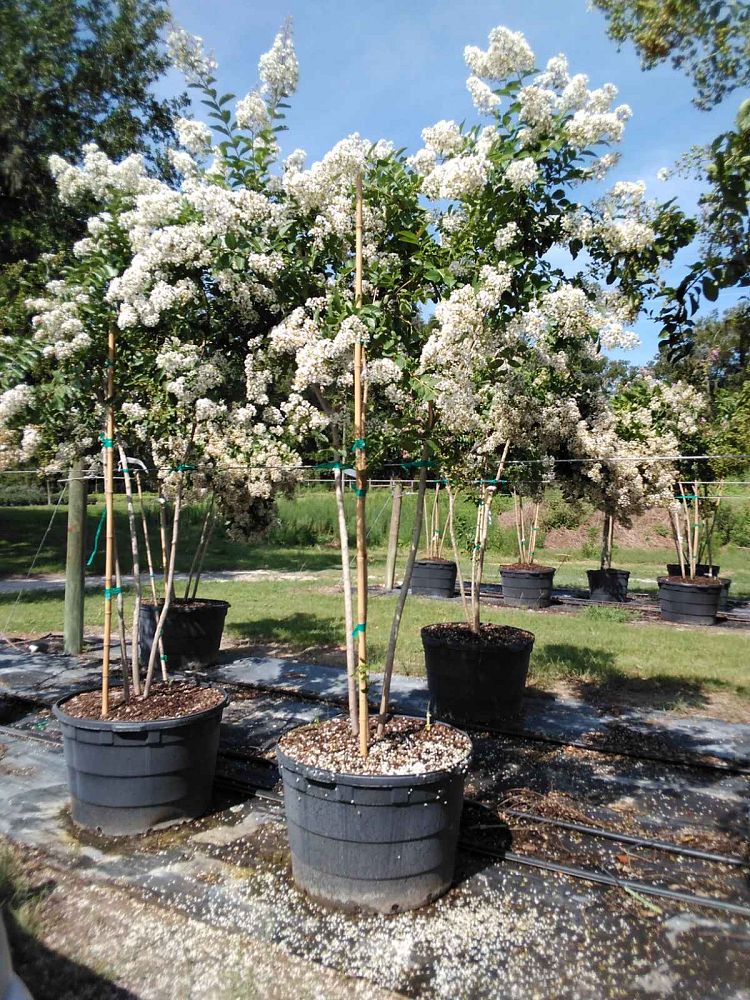 lagerstroemia-fauriei-natchez-japanese-crape-myrtle