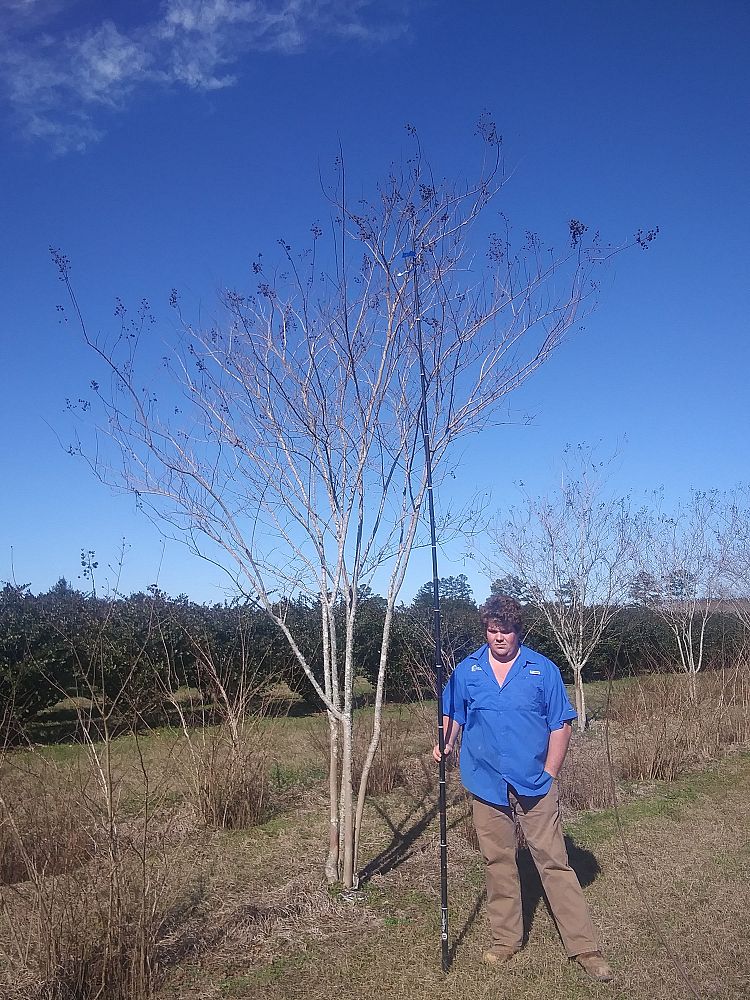 lagerstroemia-fauriei-natchez-japanese-crape-myrtle