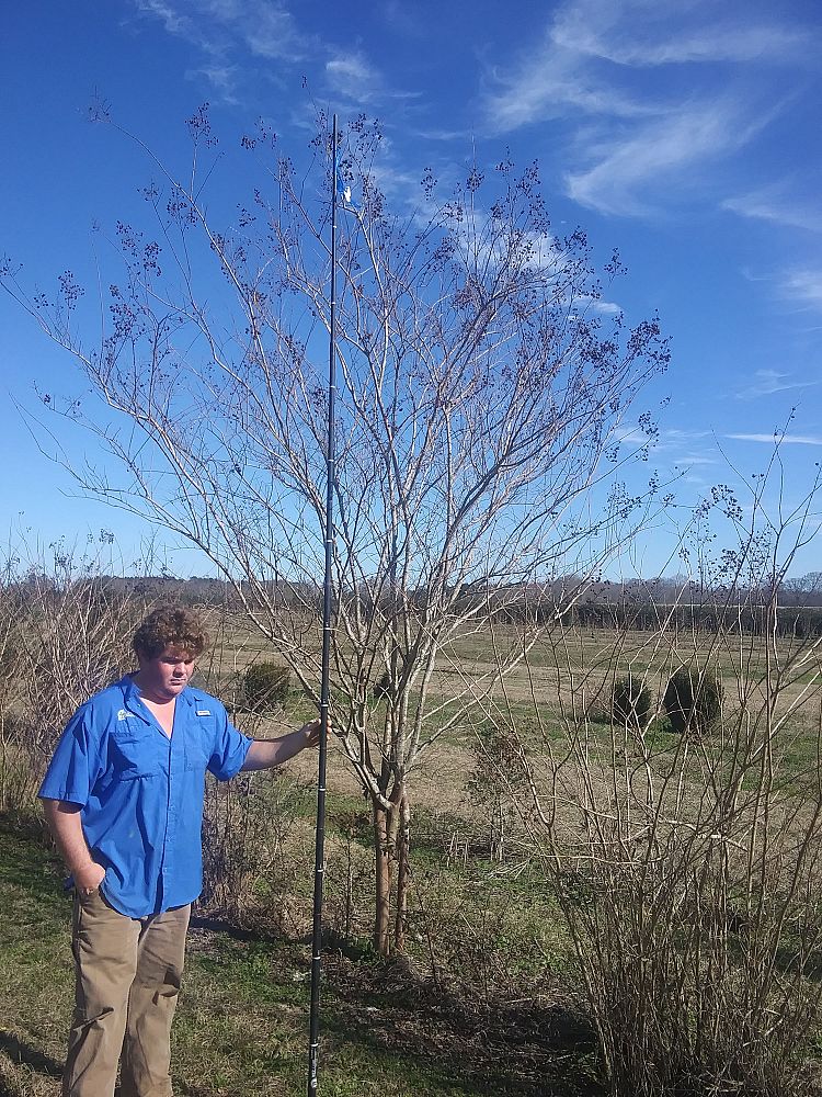 lagerstroemia-fauriei-natchez-japanese-crape-myrtle