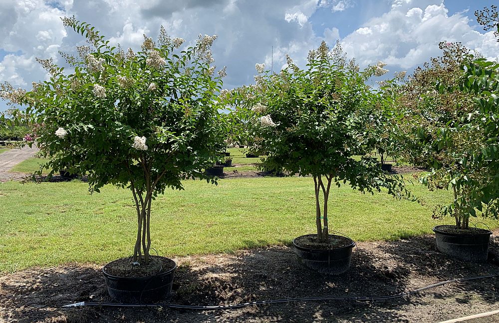 lagerstroemia-fauriei-natchez-japanese-crape-myrtle