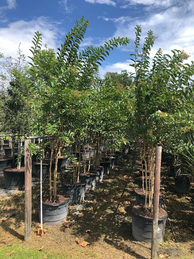 lagerstroemia-fauriei-natchez-japanese-crape-myrtle