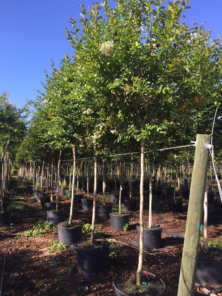 lagerstroemia-fauriei-natchez-japanese-crape-myrtle