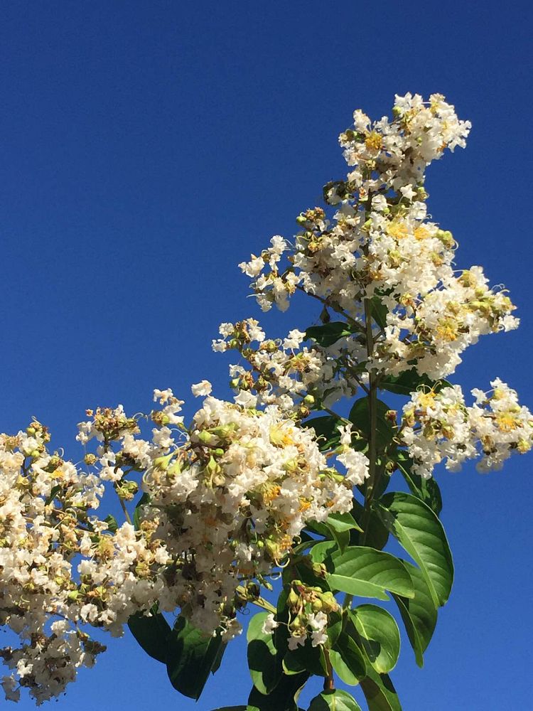 lagerstroemia-fauriei-natchez-japanese-crape-myrtle