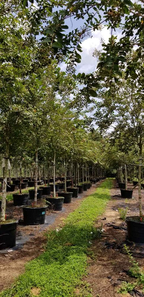 lagerstroemia-fauriei-natchez-japanese-crape-myrtle