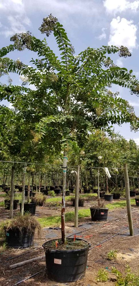 lagerstroemia-fauriei-natchez-japanese-crape-myrtle