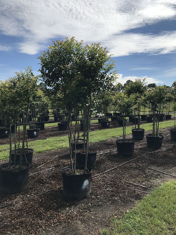 lagerstroemia-fauriei-natchez-japanese-crape-myrtle