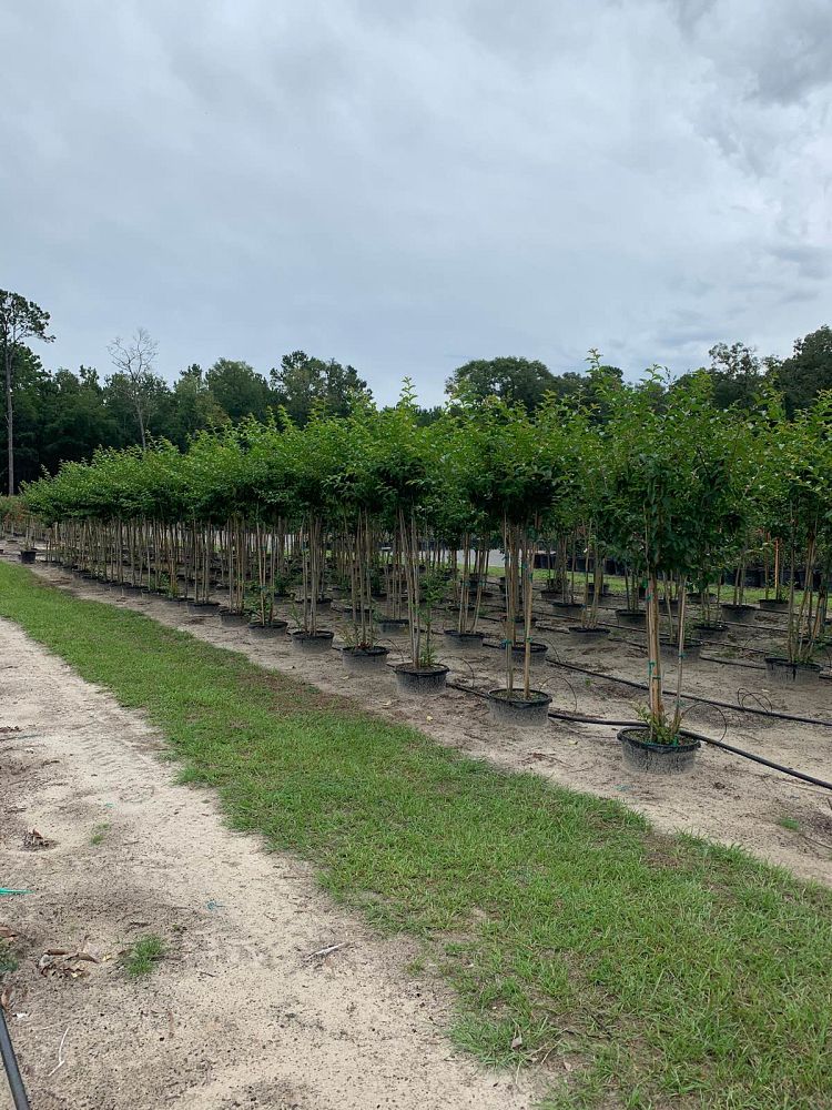 lagerstroemia-fauriei-natchez-japanese-crape-myrtle
