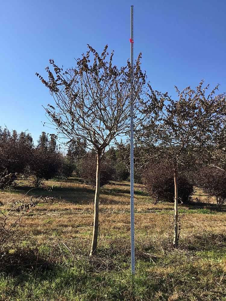 lagerstroemia-fauriei-natchez-japanese-crape-myrtle