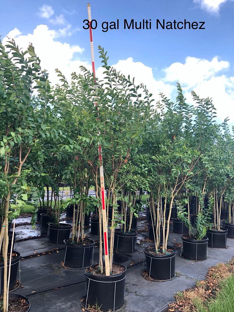lagerstroemia-fauriei-natchez-japanese-crape-myrtle