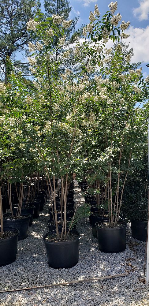 lagerstroemia-fauriei-natchez-japanese-crape-myrtle